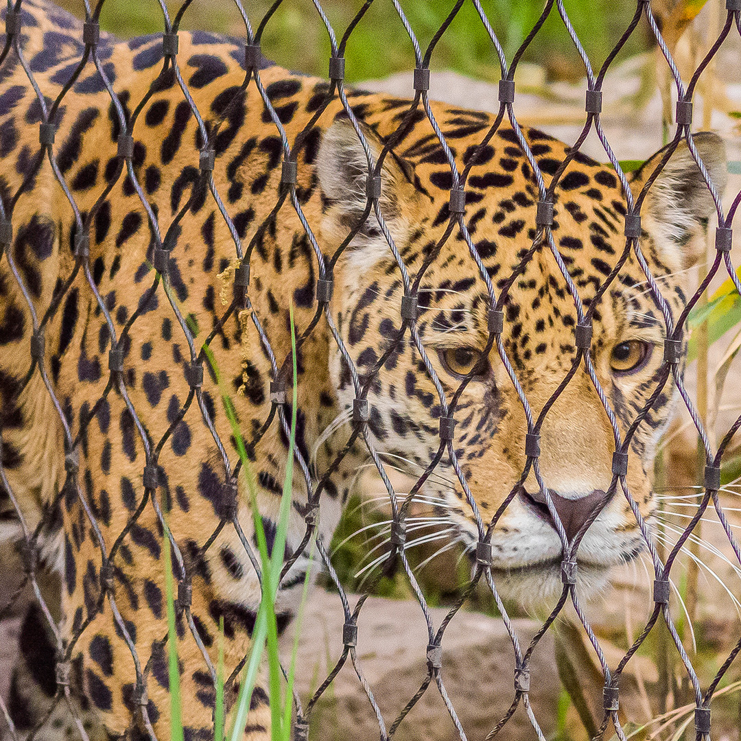 Leopard Cage Fence  Zoo Mesh Supplier-Hengyi